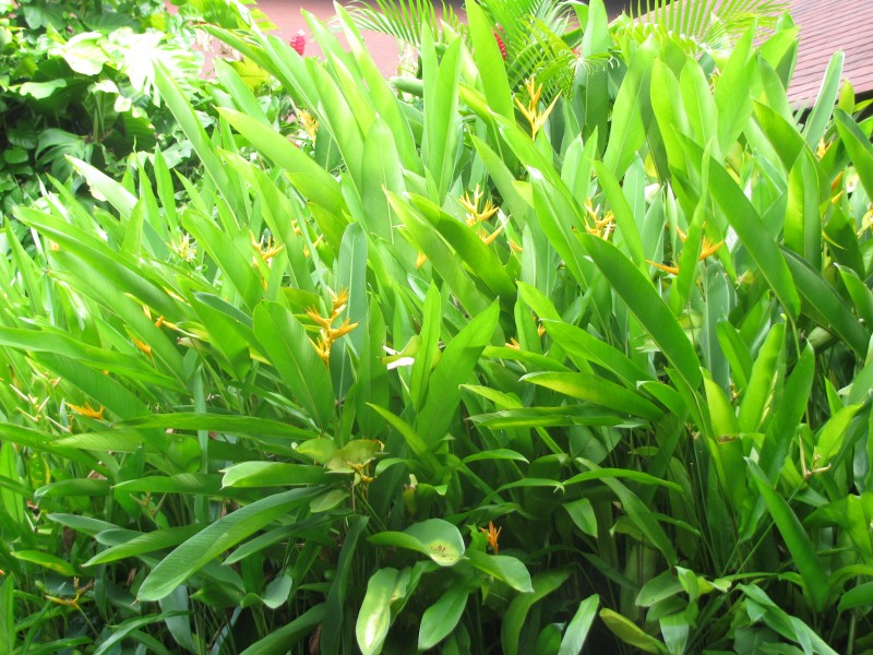 Dominican Republic 559.jpg